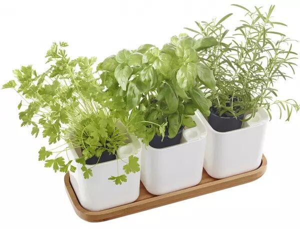Pots � herbes aromatiques Eden PP recycl�